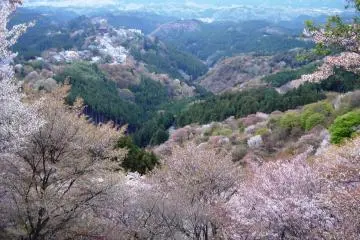 Yoshino mountains are covered in Sakura in April (Photo: Alena Eckelmann)
